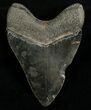 Beautiful Megalodon Tooth #6669-2